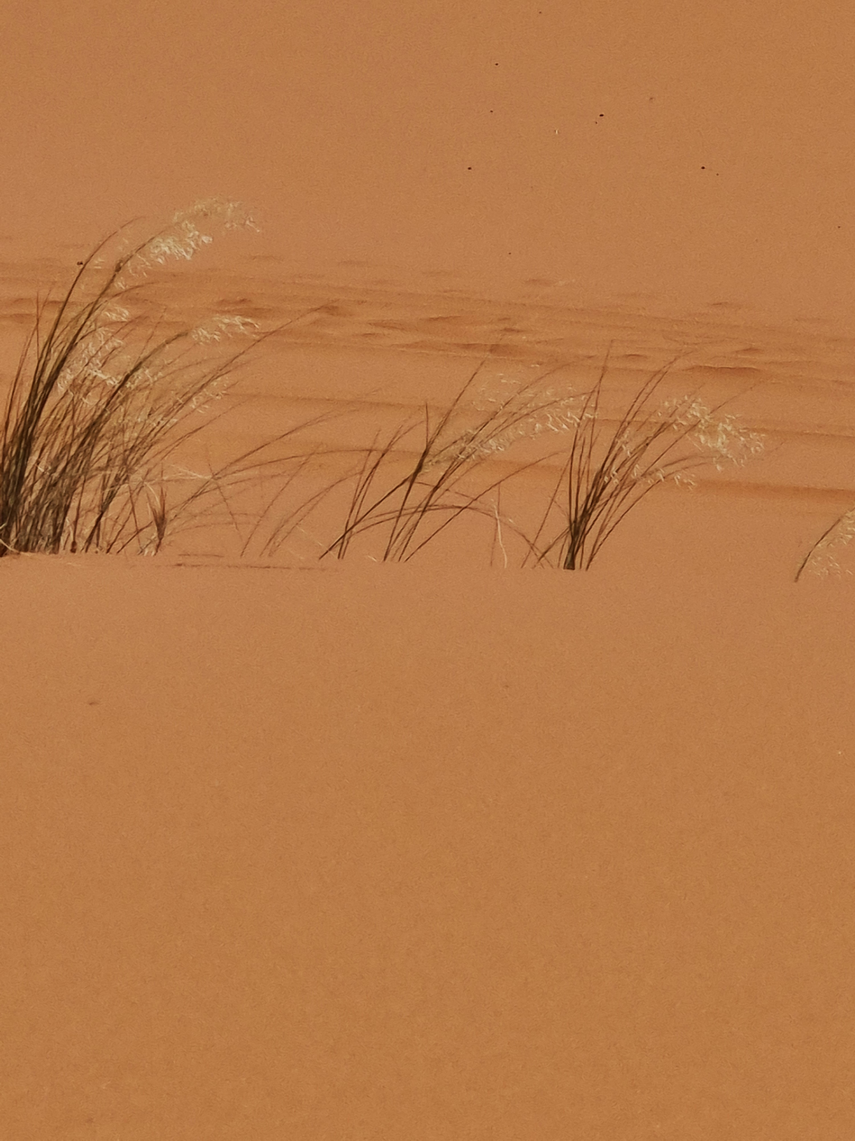 desert