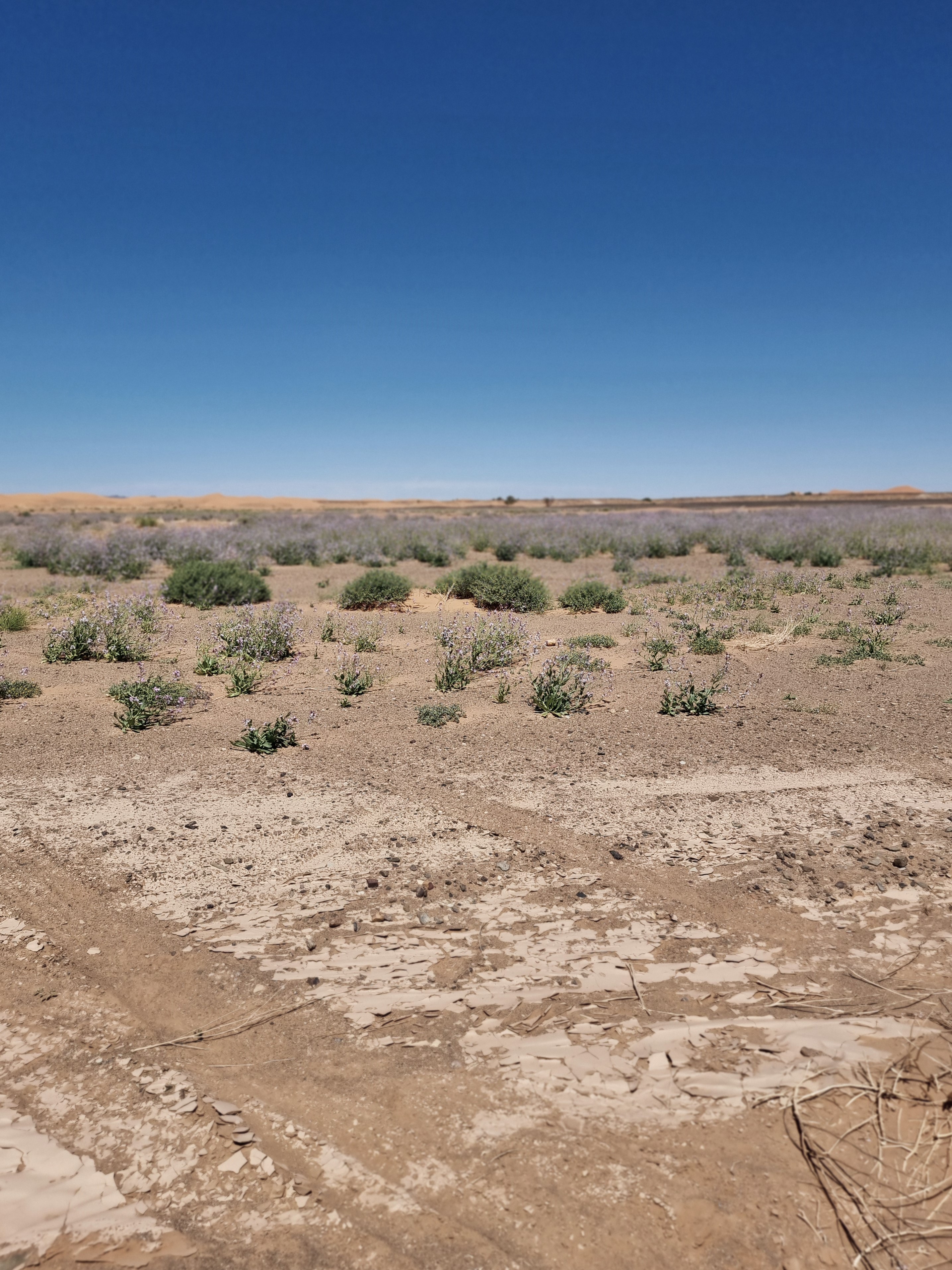 desert