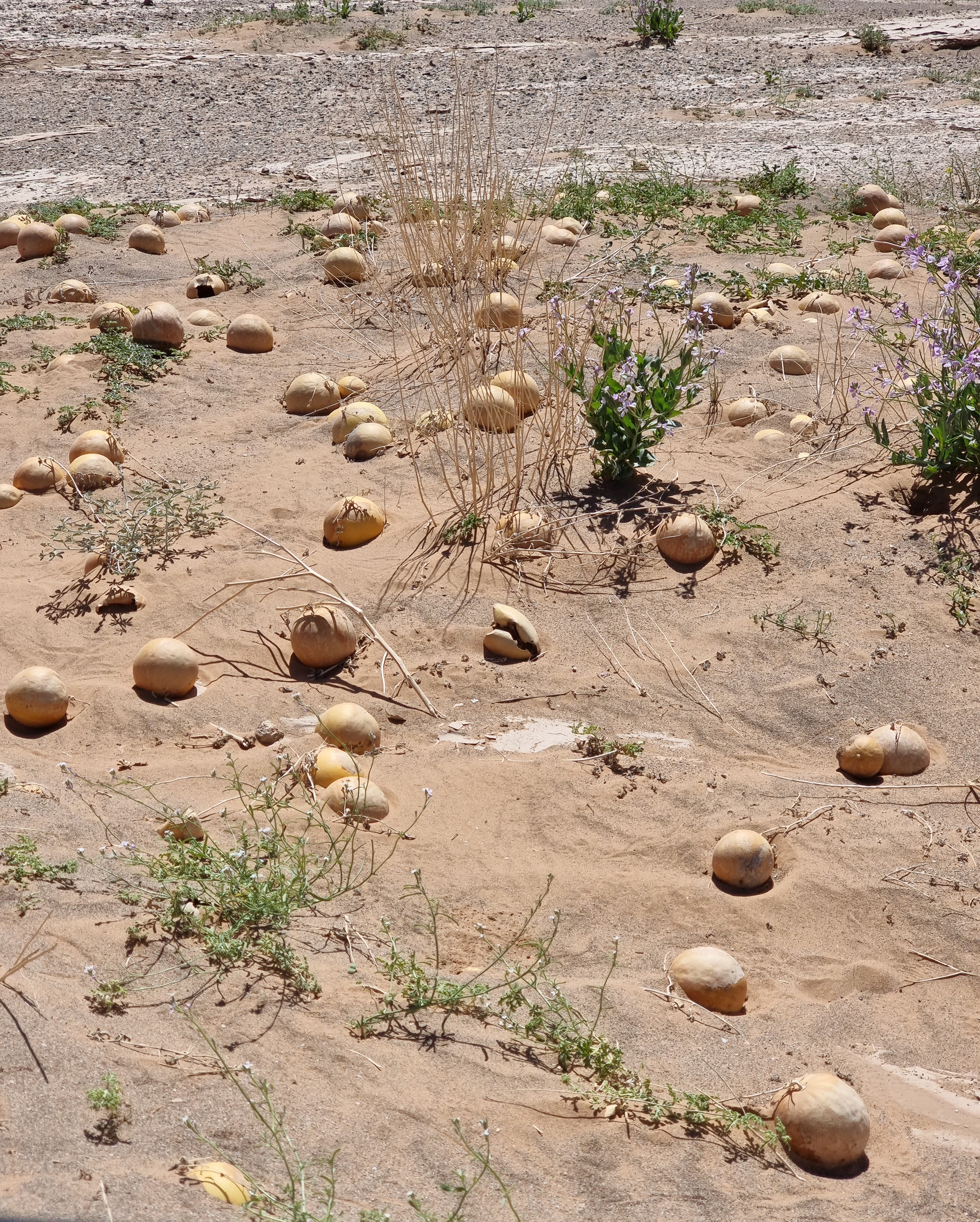 desert
