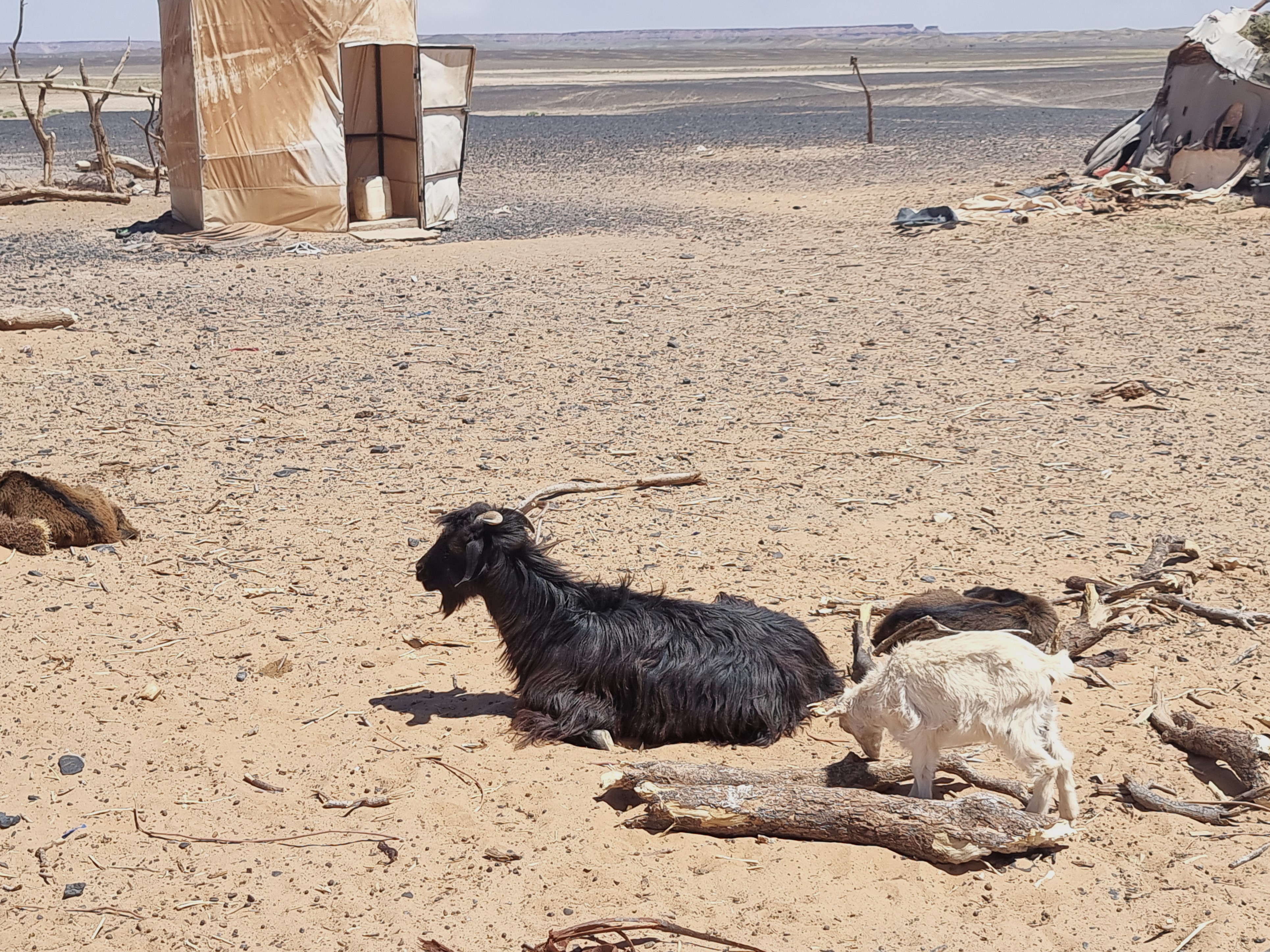 desert